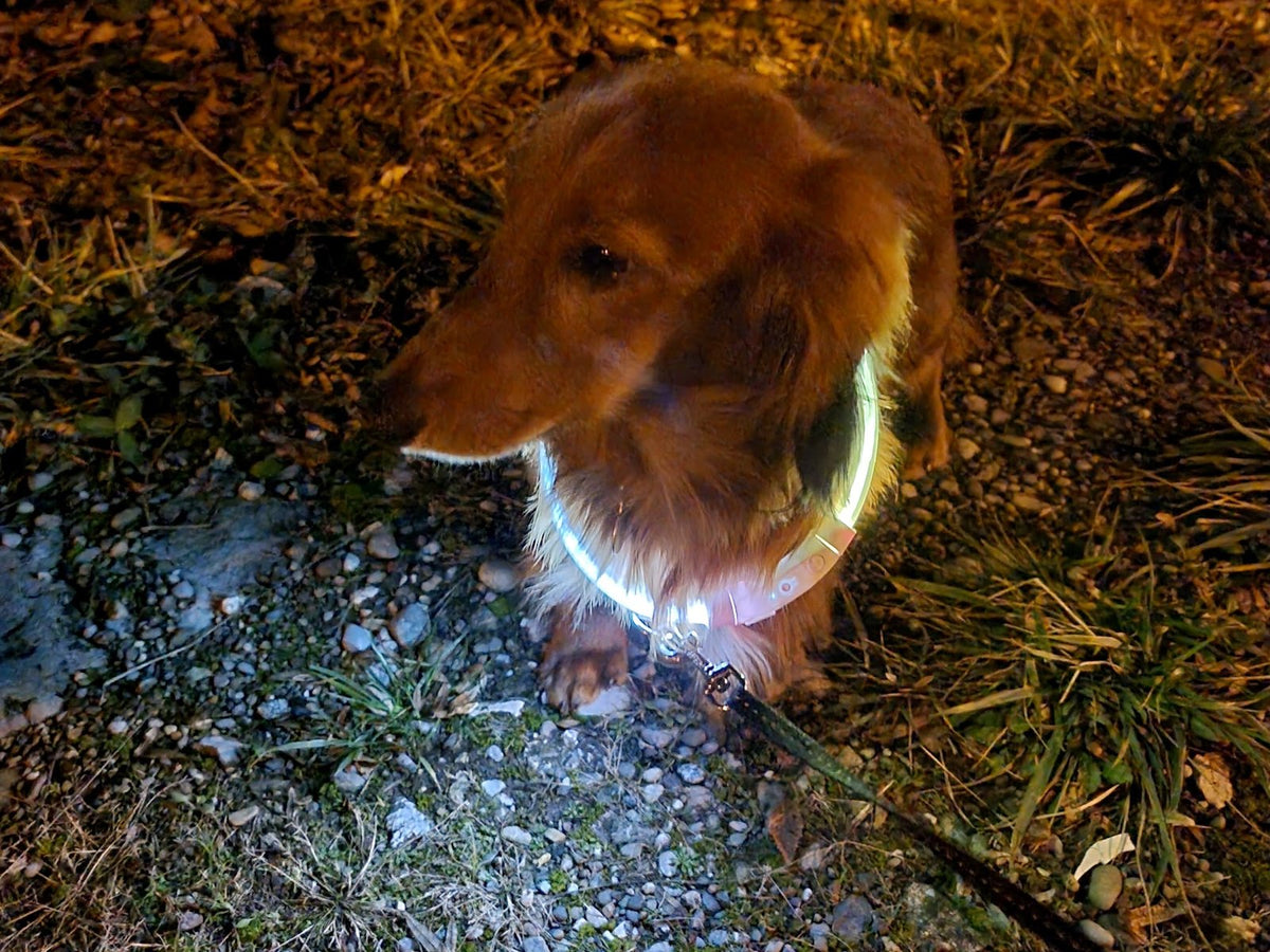 Dackel Vico sitzt am Abend im Grauen mit leuchtendem LED LightCollar Leuchthalsband