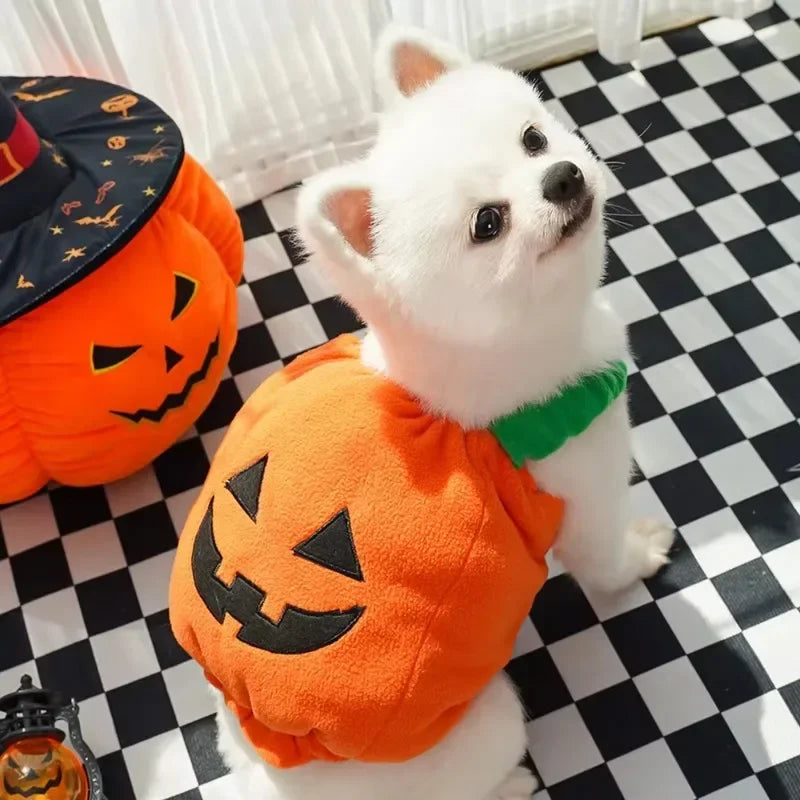 PumpkinPaws Kürbiskostüm