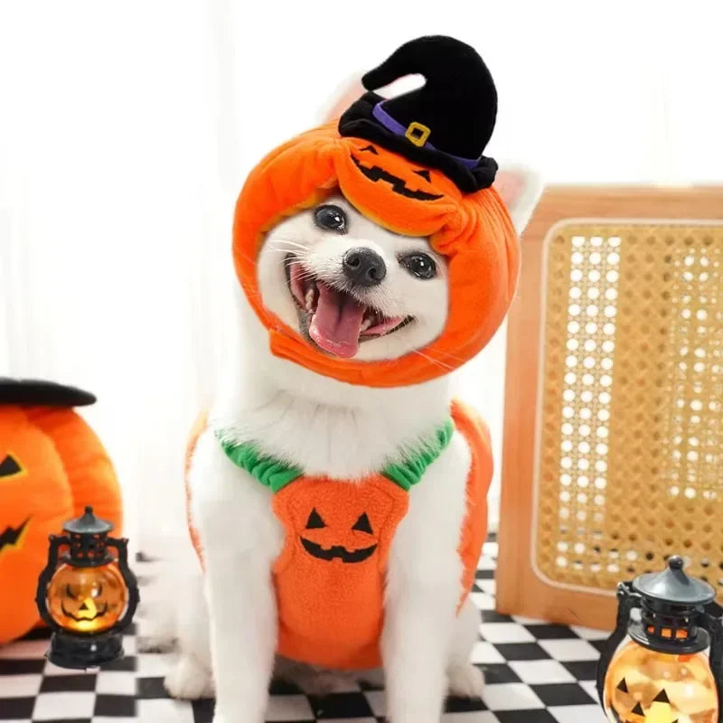 PumpkinPaws Kürbiskostüm
