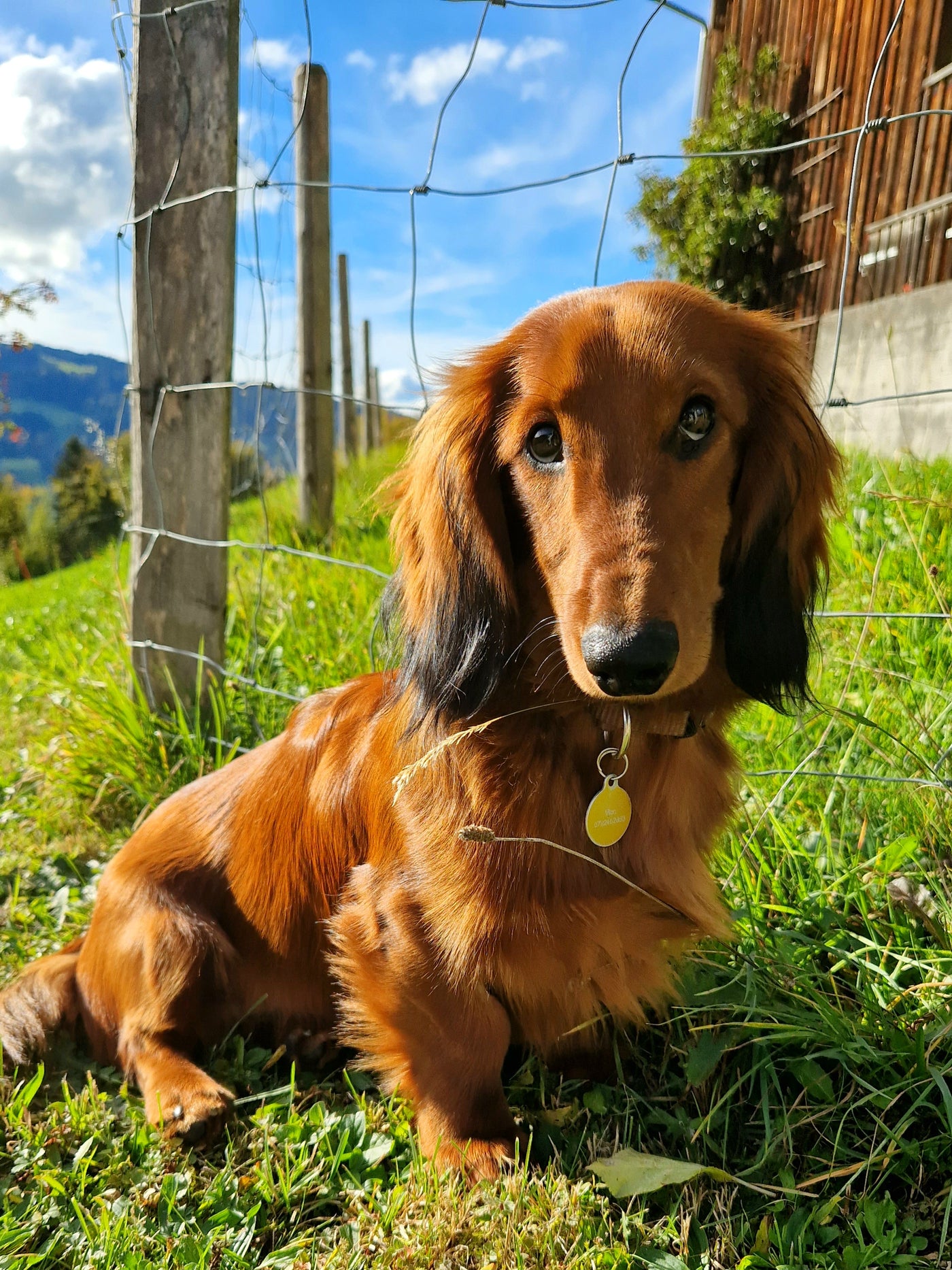 Vico auf dem Feld