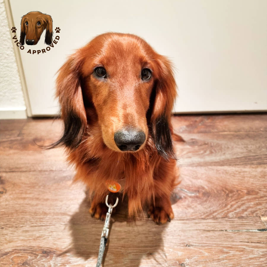 ComfyReflect Hundegeschirr - Vico's Hundewelt (5298247186310)