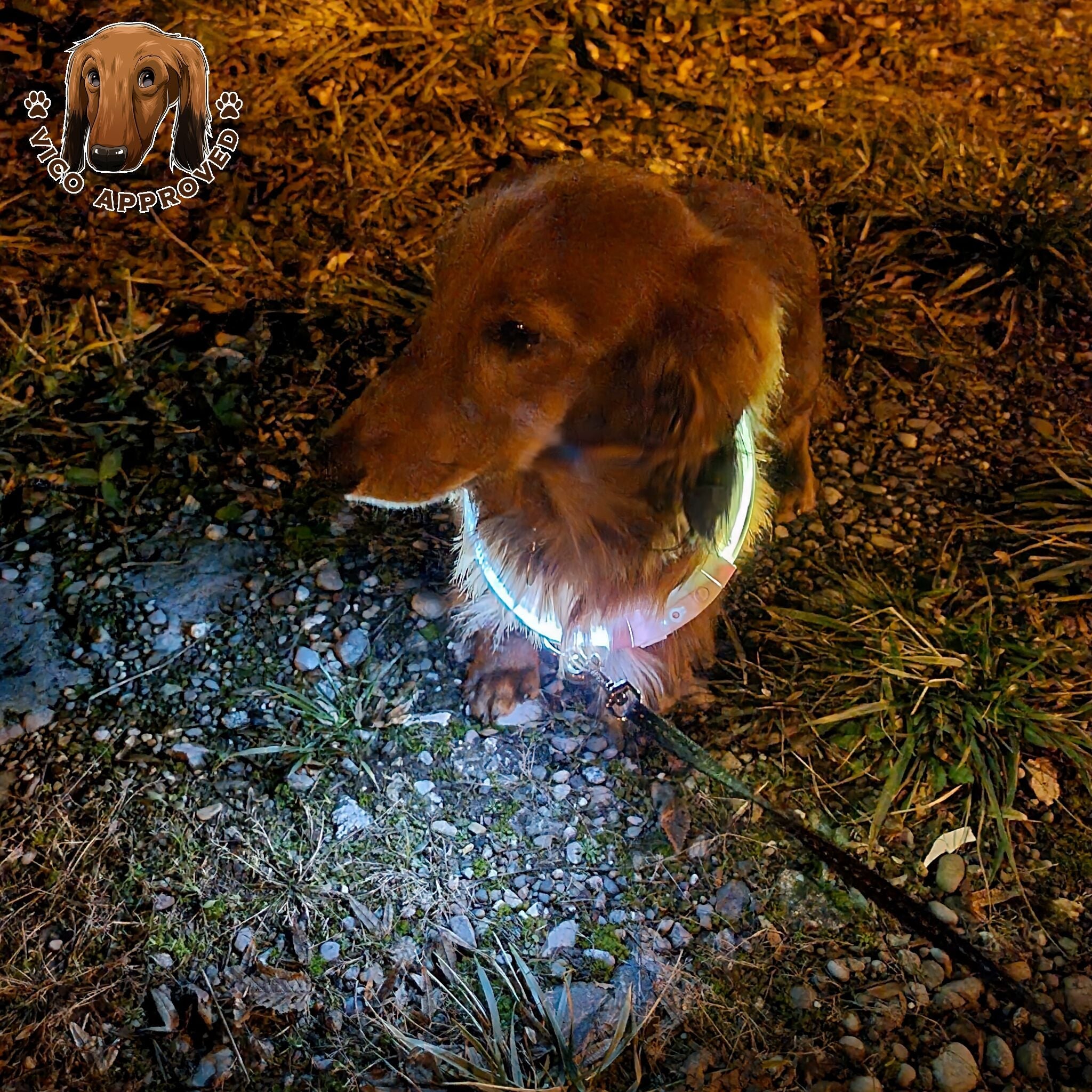 LED LightCollar - Vico's Hundewelt (6049270606943)