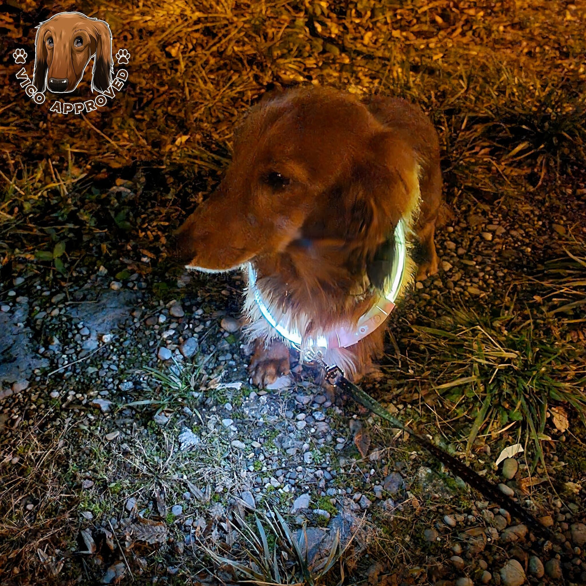 LED LightCollar - Vico's Hundewelt (6049270606943)
