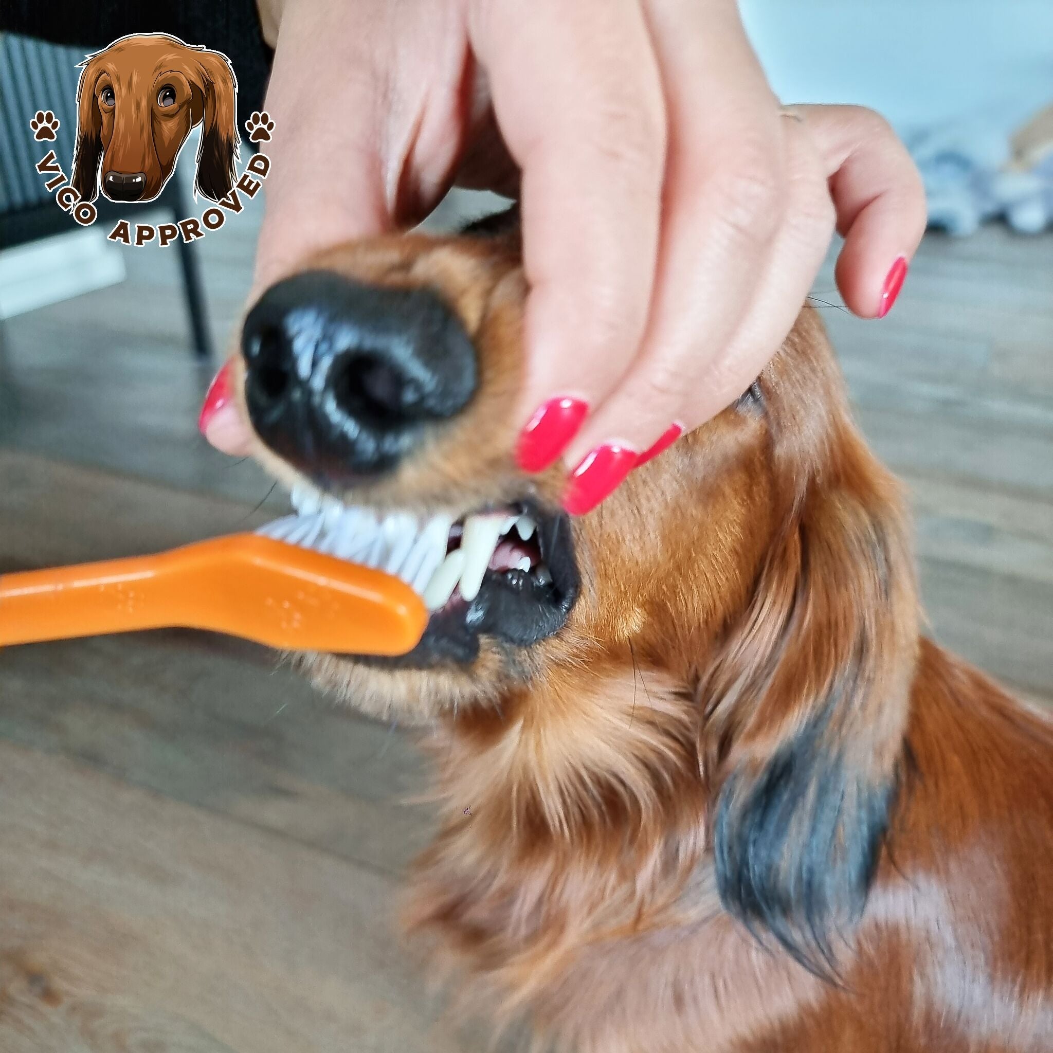 PawPerfect Haustier-Zahnbürste - Vico's Hundewelt (6249858893059)