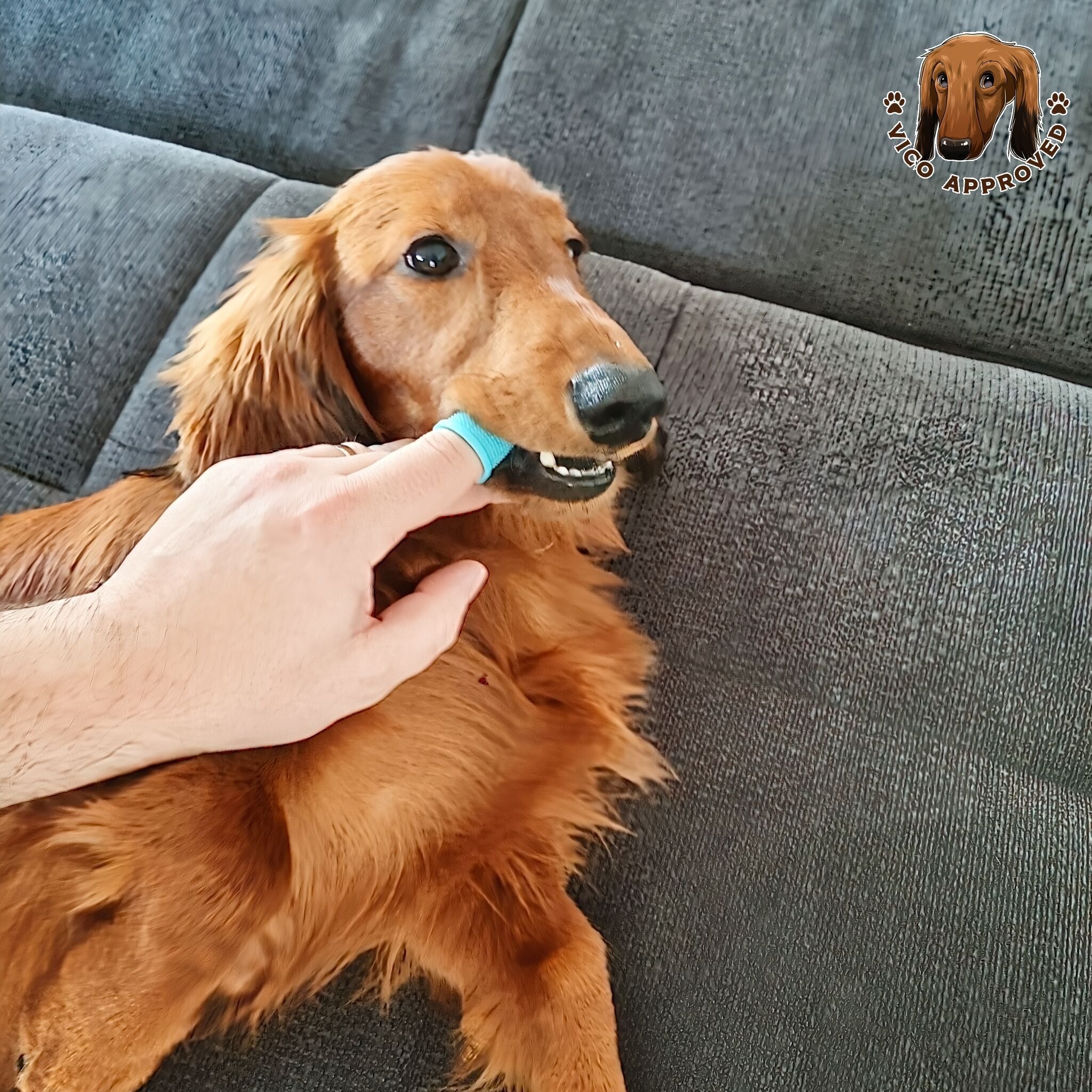 Pet Soft Fingerzahnbürsten - Vico's Hundewelt (7448111873060)