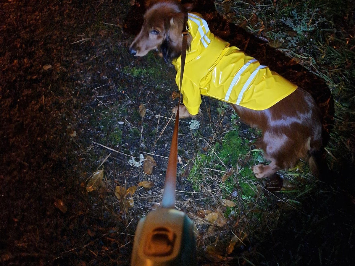 Dackel Vico im gelben Regenmantel mit Reflektorstreifen bei der Abendrunde, die LED GlowDog Rollleine leuchtet den Weg aus