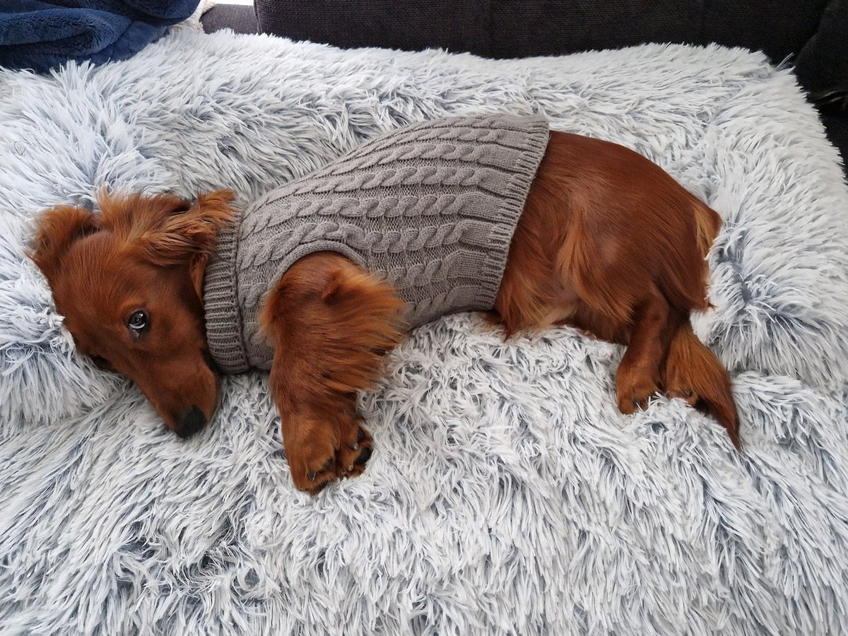 Dackel Vico liegt im grauen Strickjäckchen auf der hellgrauen CozyNest Hundebettmatte