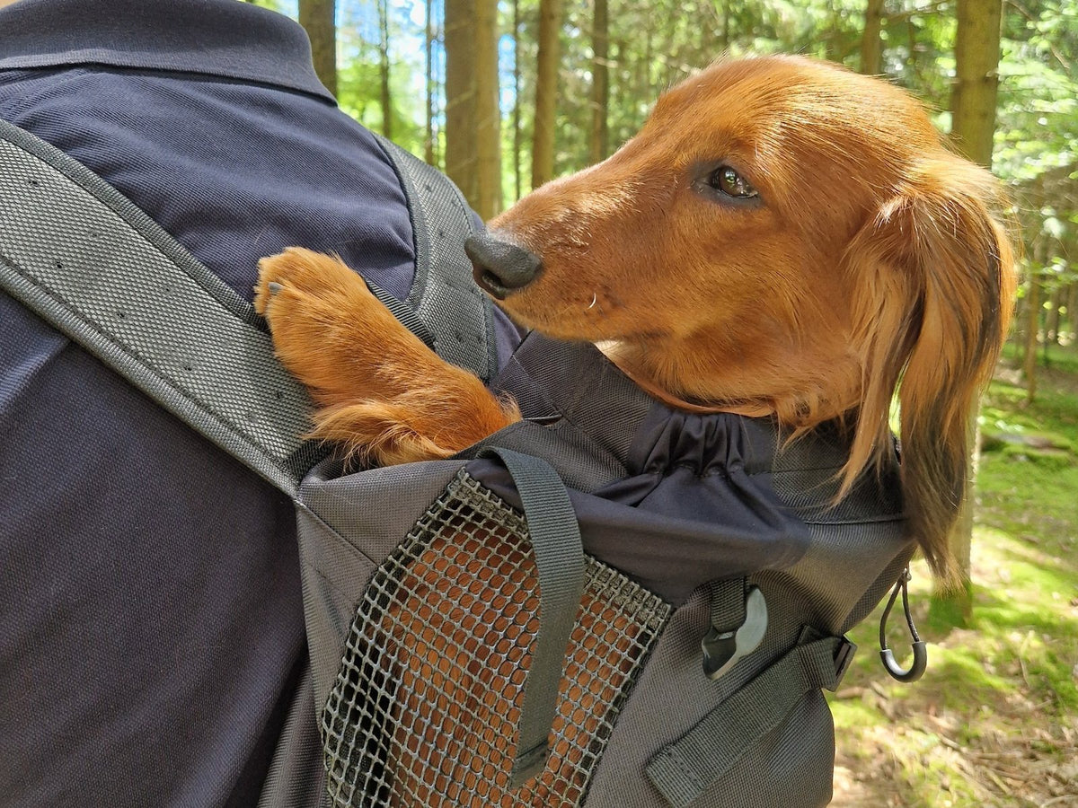 Dackel Vico schaut aus dem WuffCargo Hunderucksack auf einer Wanderung im Wald