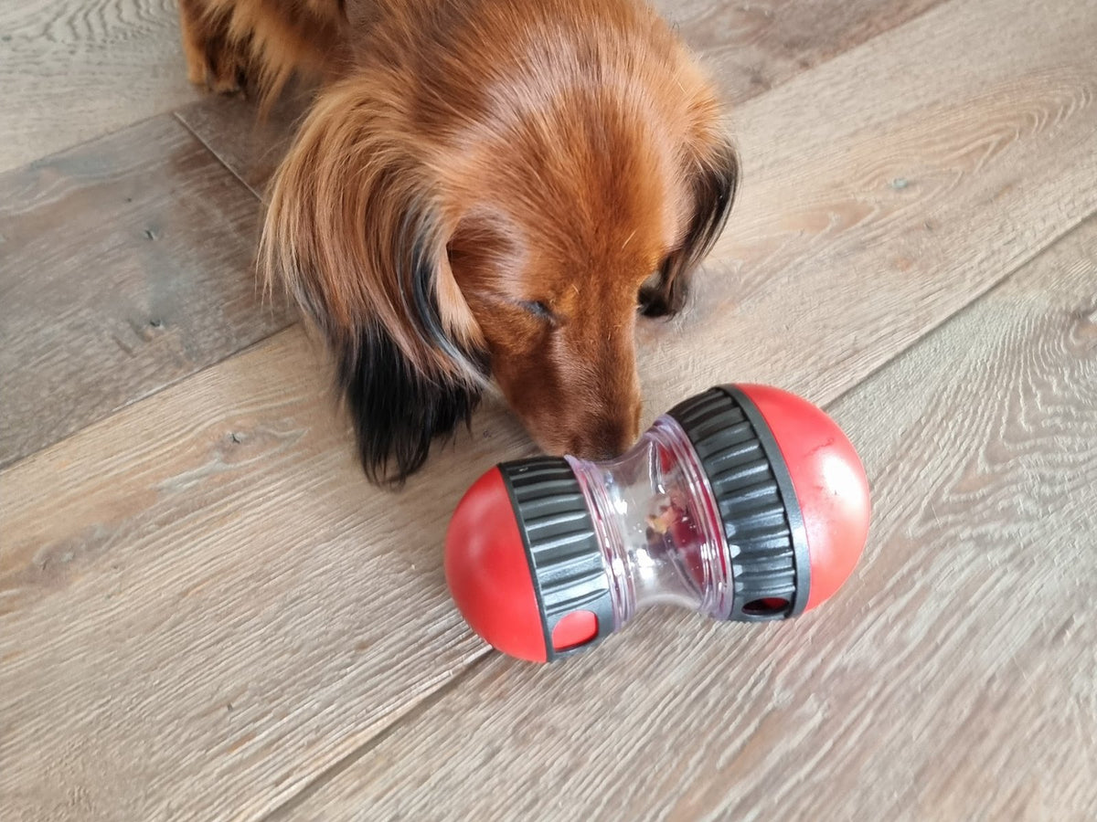 Dackel Vico beschäftigt sich mit dem roten Pawzzle Treats Futterspielzeug auf dem Wohnzimmerboden