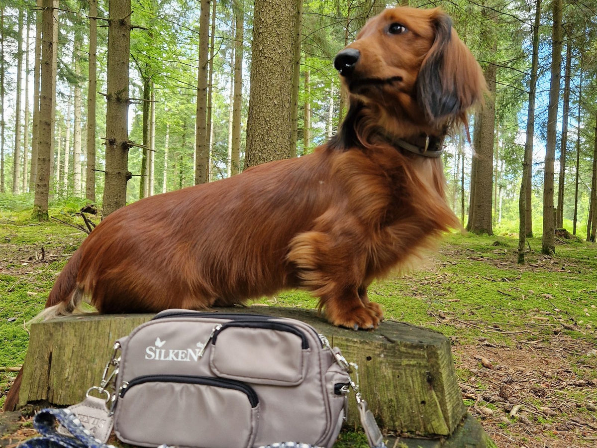 Dackel Vico steht auf einem Baumstumpf im Herbstwald, davor die SilkeN Gassitasche mit Kotbeutel-Fach