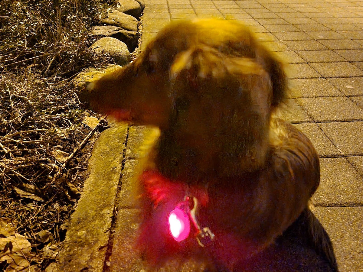 Dackel Vico mit leuchtendem GlowFur LED-Anhänger am Halsband beim Abendspaziergang