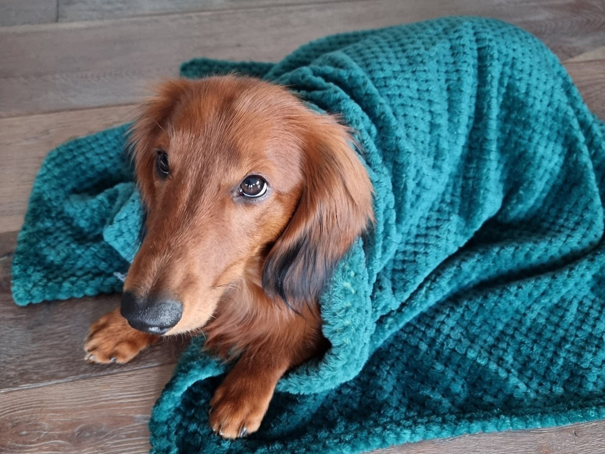 Dackel Vico liegt eingekuschelt in eine Kuscheldecke auf dem Holzboden