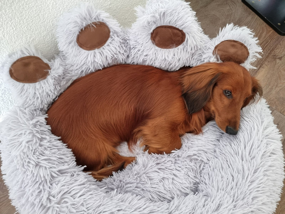 Dackel Vico liegt eingerollt im Pawfect Hundesofa in Hellgrau