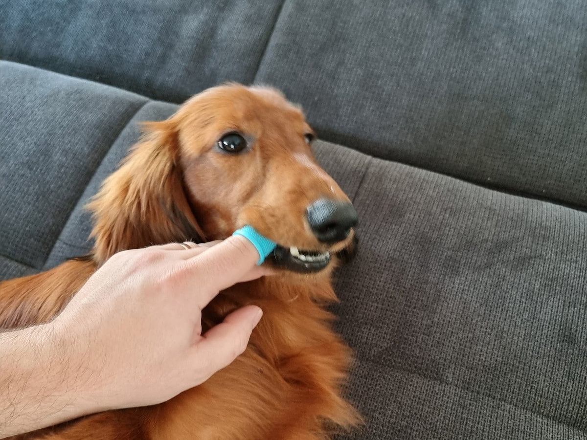 Dackel Vico bekommt die Zähne mit einer blauen Fingerzahnbürste geputzt