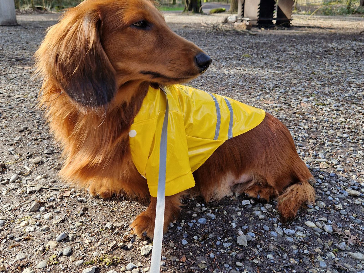 Dackel Vico trägt den gelben RainyPaws Poncho mit reflektierenden Streifen auf einem Spaziergang