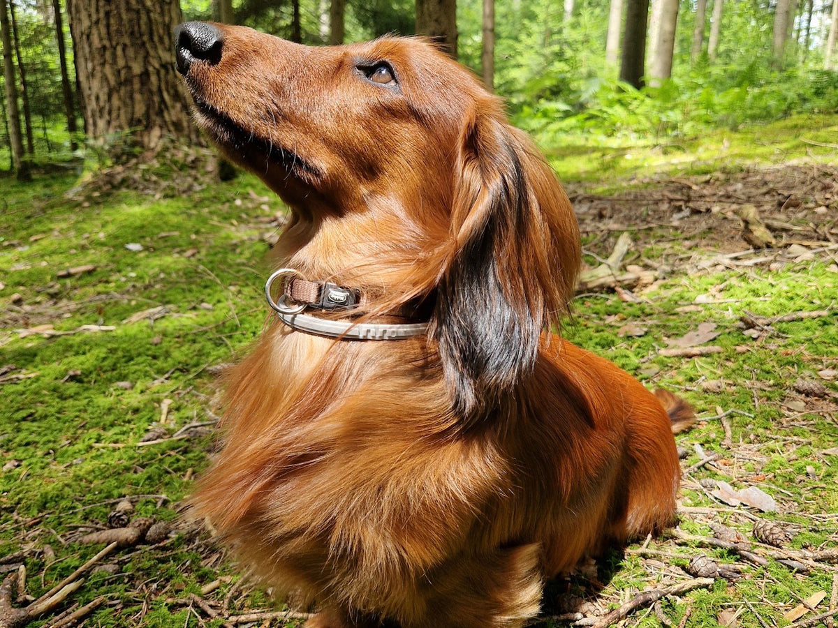 Dackel Vico mit Zeckenschutz-Halsband im herbstlichen Wald