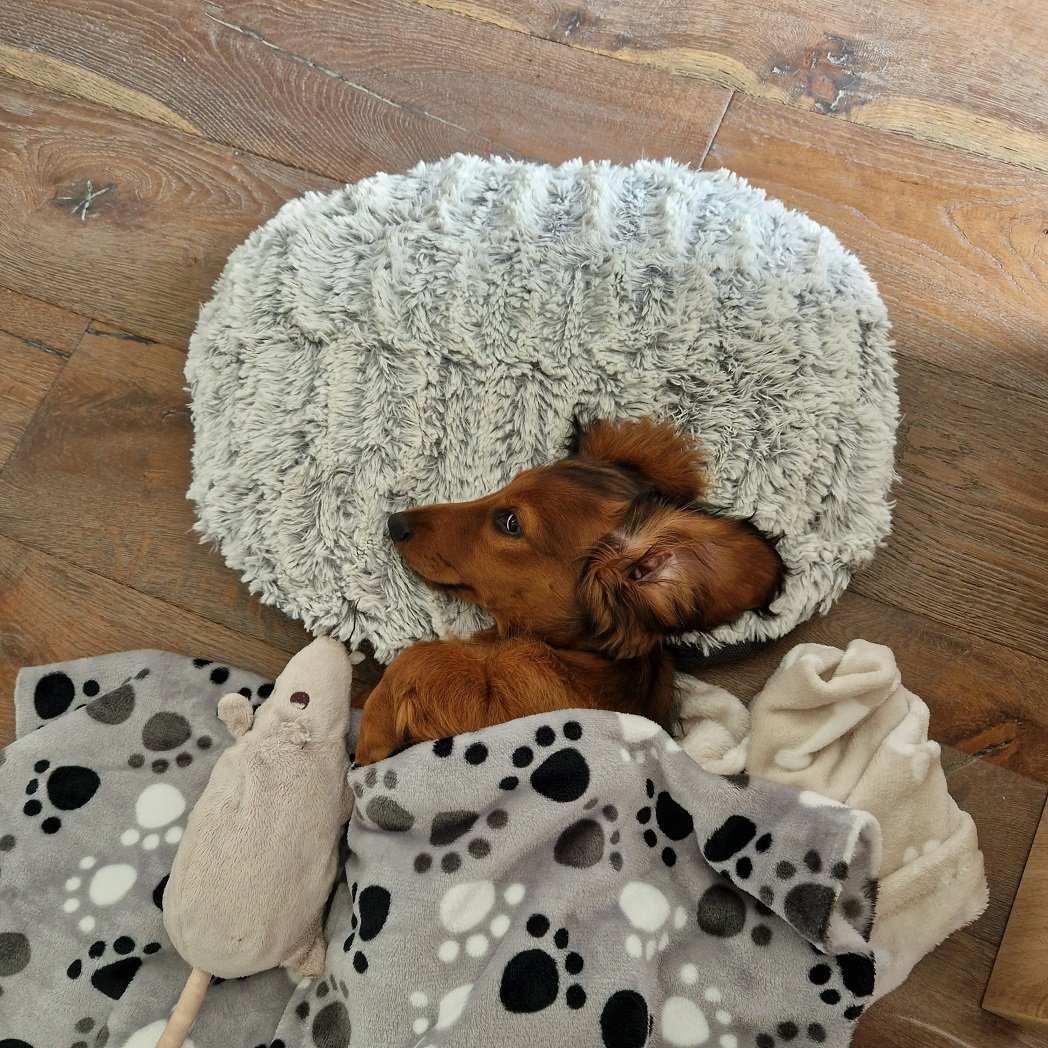 Alle Produkte - Vico's Hundewelt