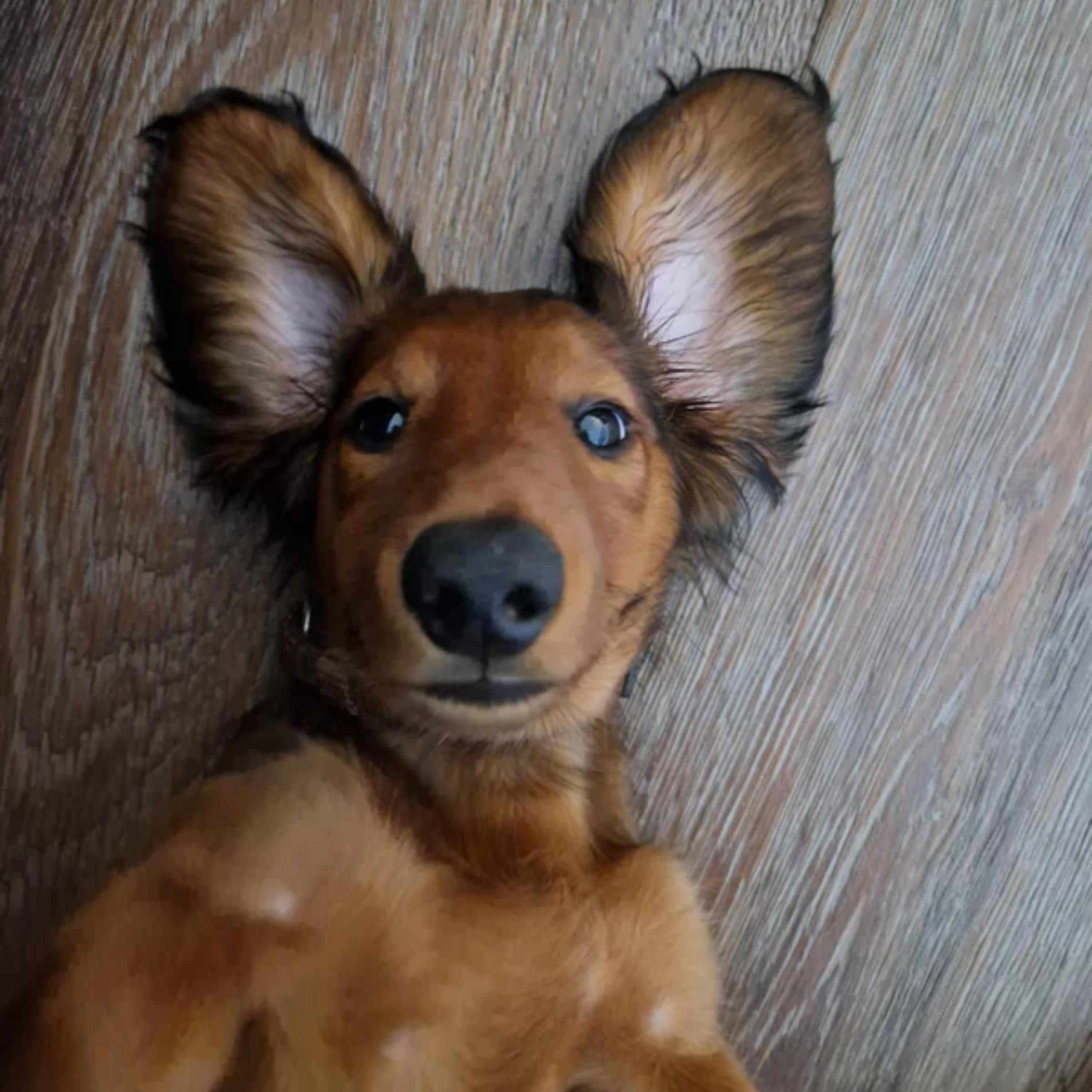 Vico's Gesicht (mugshot)