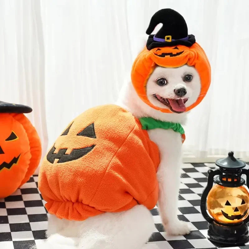 PumpkinPaws Kürbiskostüm