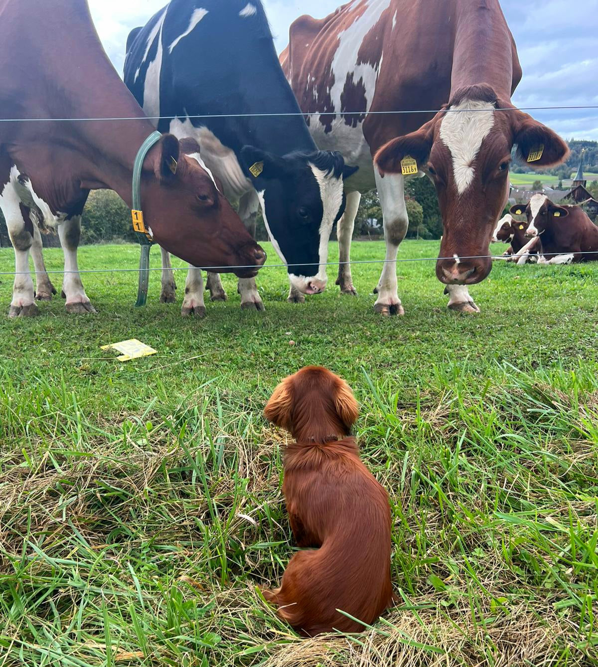 Vico hat ein Meeting mit den Kühen