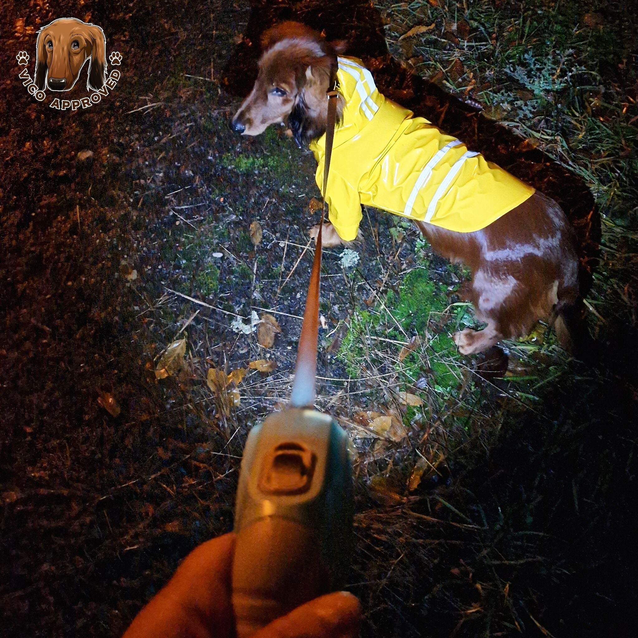 LED GlowDog Flexileine - Vico's Hundewelt (6049209303103)