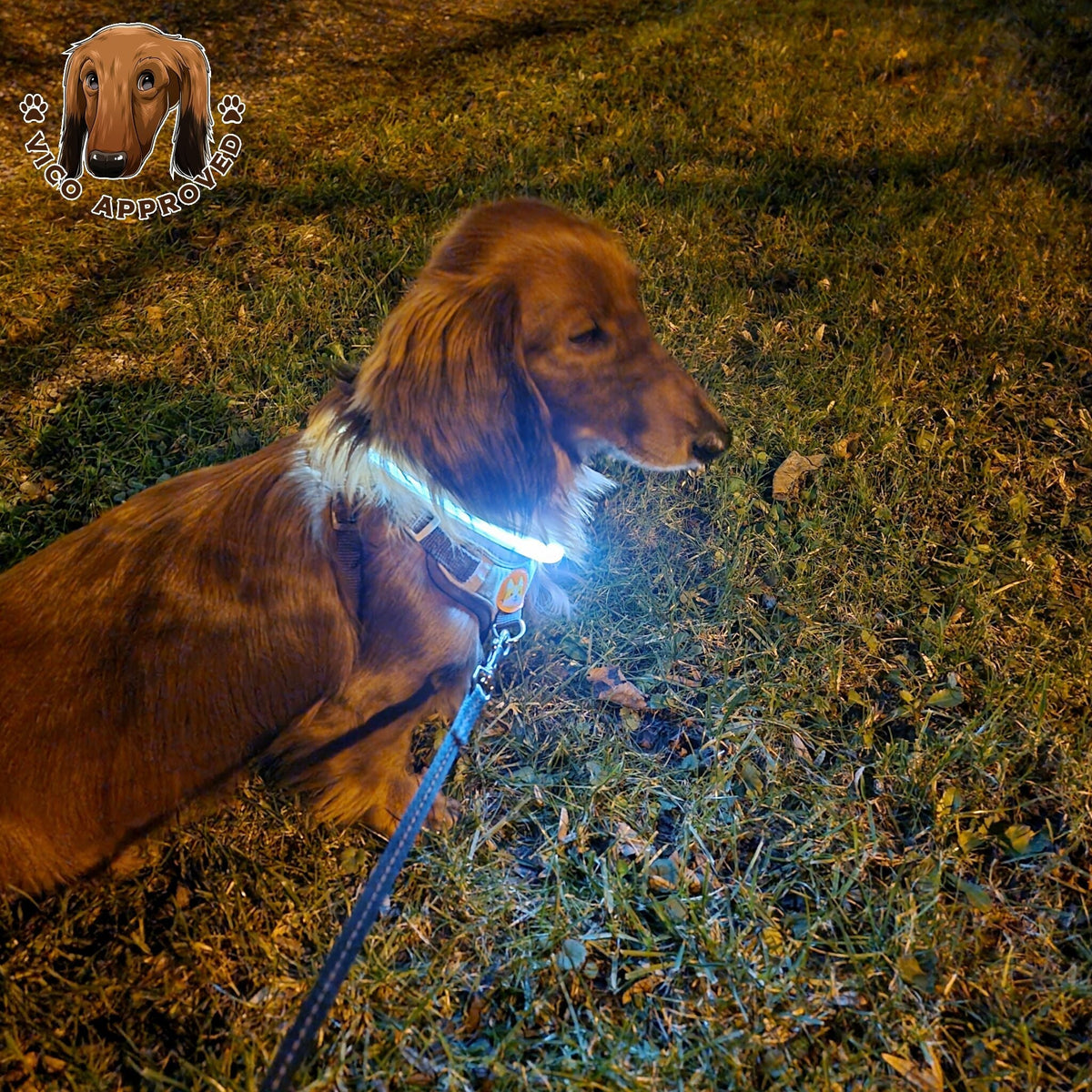 LED LightCollar - Vico's Hundewelt (6049270606943)