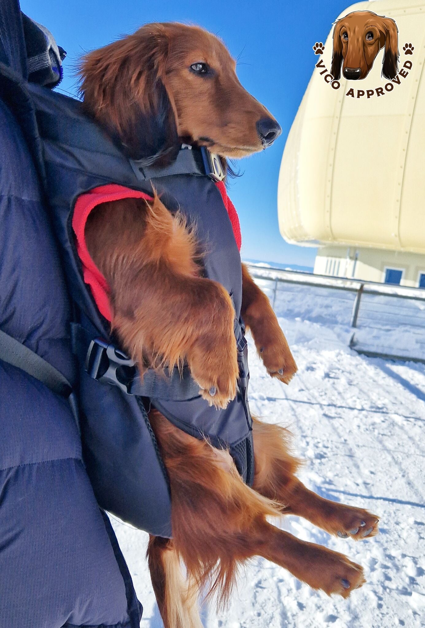 PawPal Voyage Veste - Vico's Hundewelt (7469885832664)