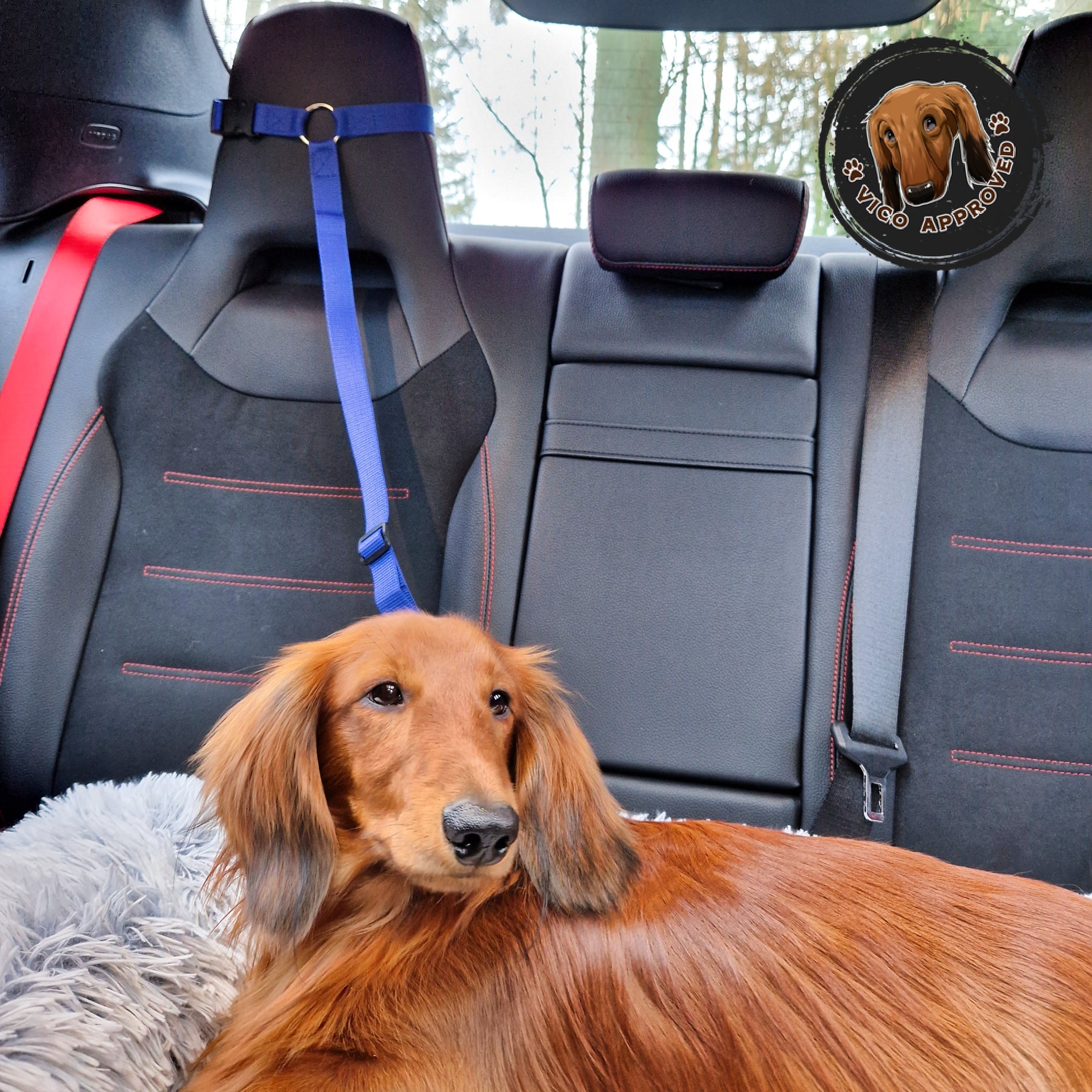 PetSafe Reiseleine - Vico's Hundewelt (7448272731285)