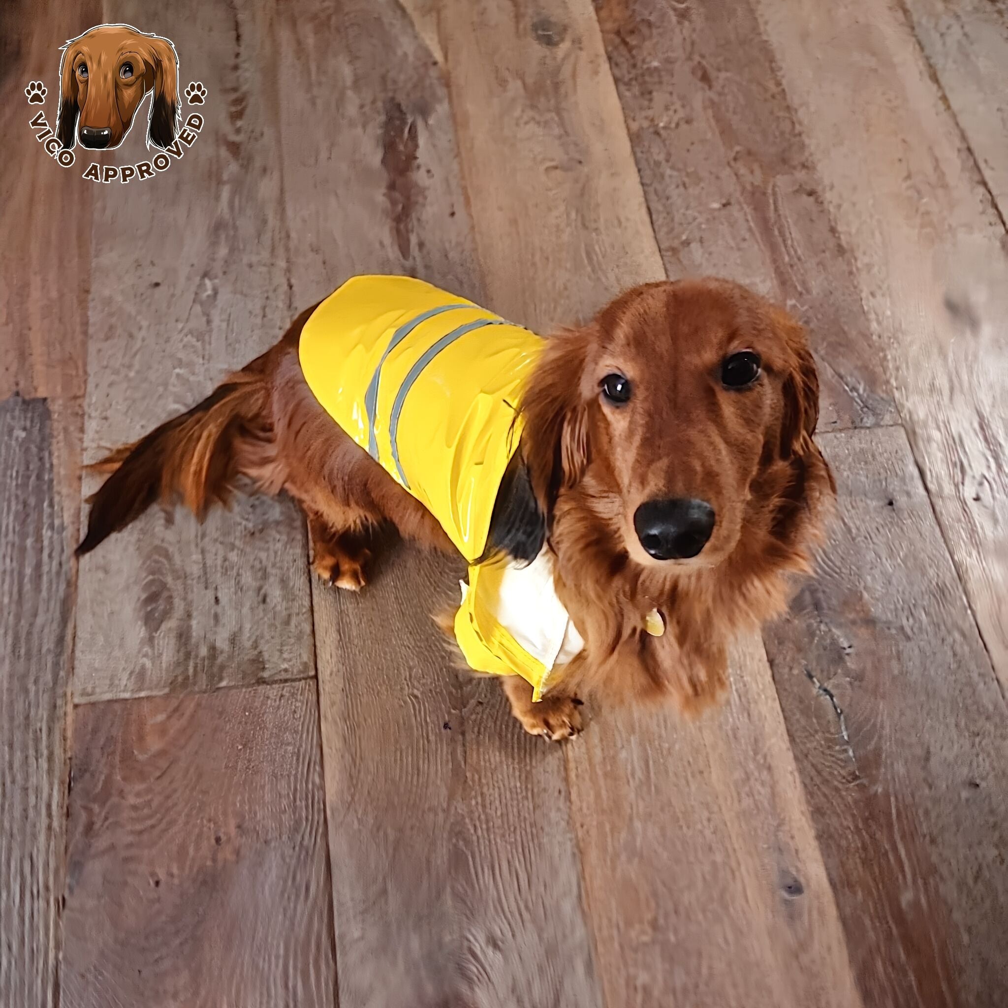 RainyPaws Poncho - Vico's Hundewelt (7449327463304)
